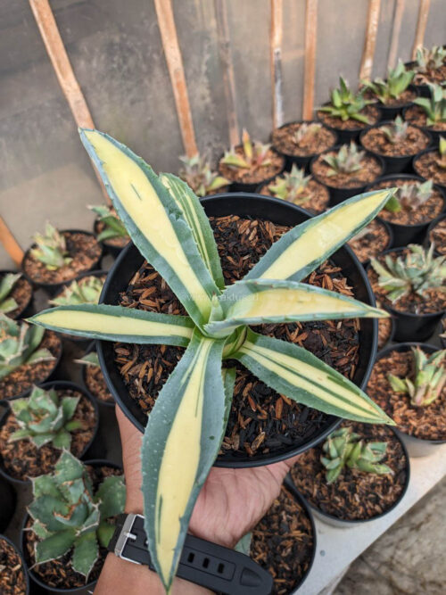 Agave Americana Mediopicta Variegated, real gallery image #5 plants. Picture taken directly from kaktus.id community Agave farmer green houses.