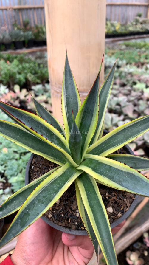 Agave Sun Glow, real gallery image #8 plants. Picture taken directly from kaktus.id community Agave farmer green houses.