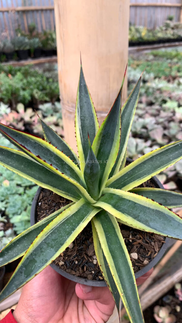 1071. Agave Sun Glow - Image 9