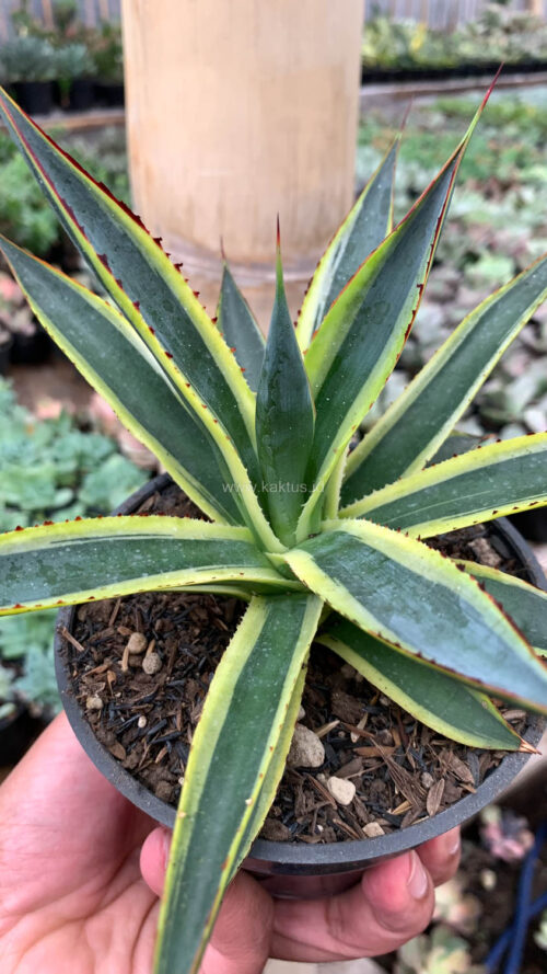 Agave Sun Glow, real gallery image #3 plants. Picture taken directly from kaktus.id community Agave farmer green houses.