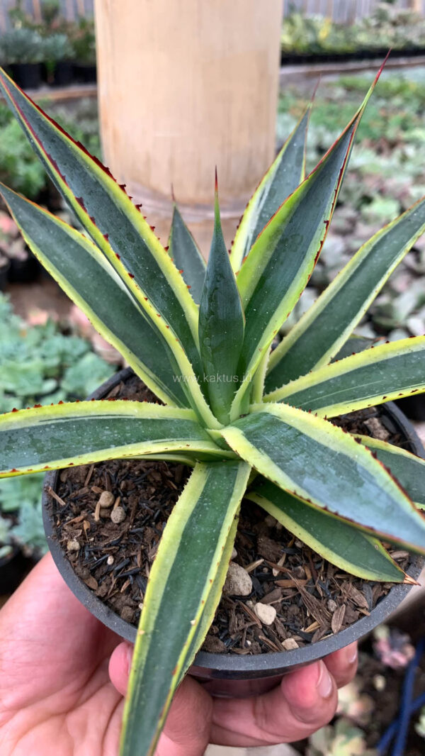 1071. Agave Sun Glow - Image 4
