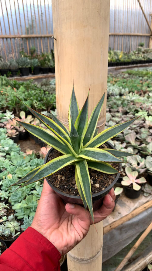 Agave Sun Glow, real gallery image #13 plants. Picture taken directly from kaktus.id community Agave farmer green houses.
