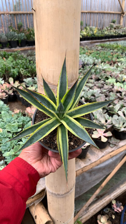 Agave Sun Glow, real gallery image #6 plants. Picture taken directly from kaktus.id community Agave farmer green houses.