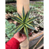 Agave Sun Glow, real feature image plant. Picture taken directly from kaktus.id community Agave farmer green houses.