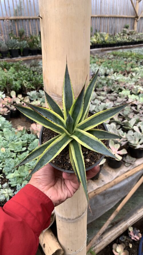 Agave Sun Glow, real gallery image #2 plants. Picture taken directly from kaktus.id community Agave farmer green houses.