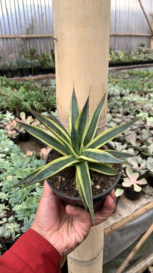 Agave Sun Glow, real gallery image #12 plants. Picture taken directly from kaktus.id community Agave farmer green houses.