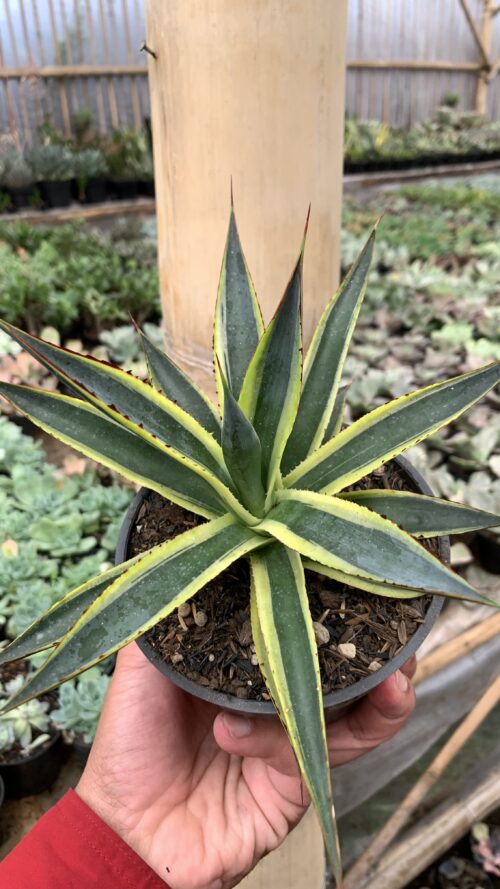 Agave Sun Glow, real gallery image #10 plants. Picture taken directly from kaktus.id community Agave farmer green houses.