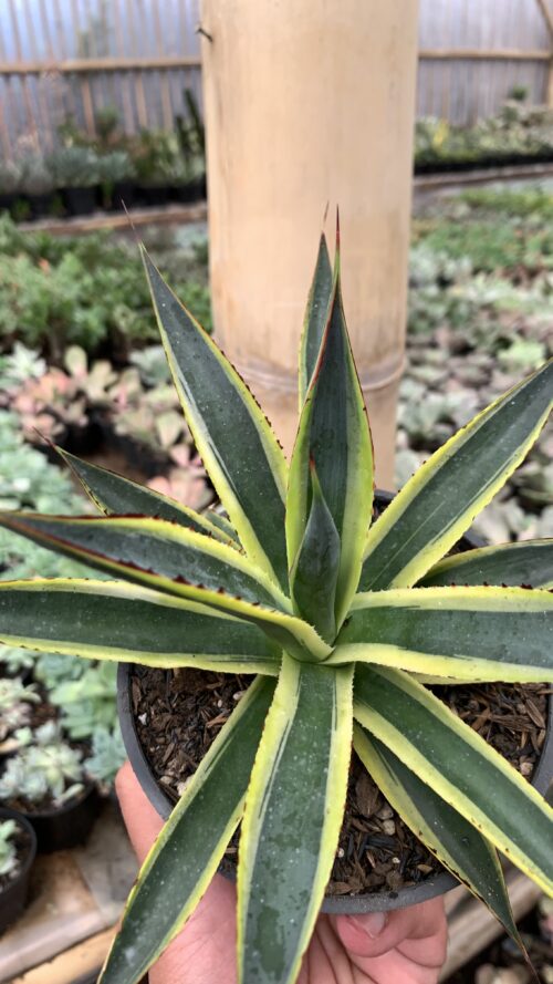 Agave Sun Glow, real gallery image #9 plants. Picture taken directly from kaktus.id community Agave farmer green houses.