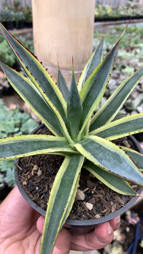 Agave Sun Glow, real gallery image #7 plants. Picture taken directly from kaktus.id community Agave farmer green houses.