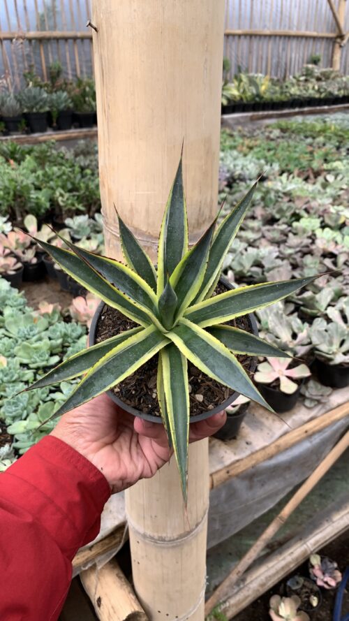 Agave Sun Glow, real gallery image #4 plants. Picture taken directly from kaktus.id community Agave farmer green houses.