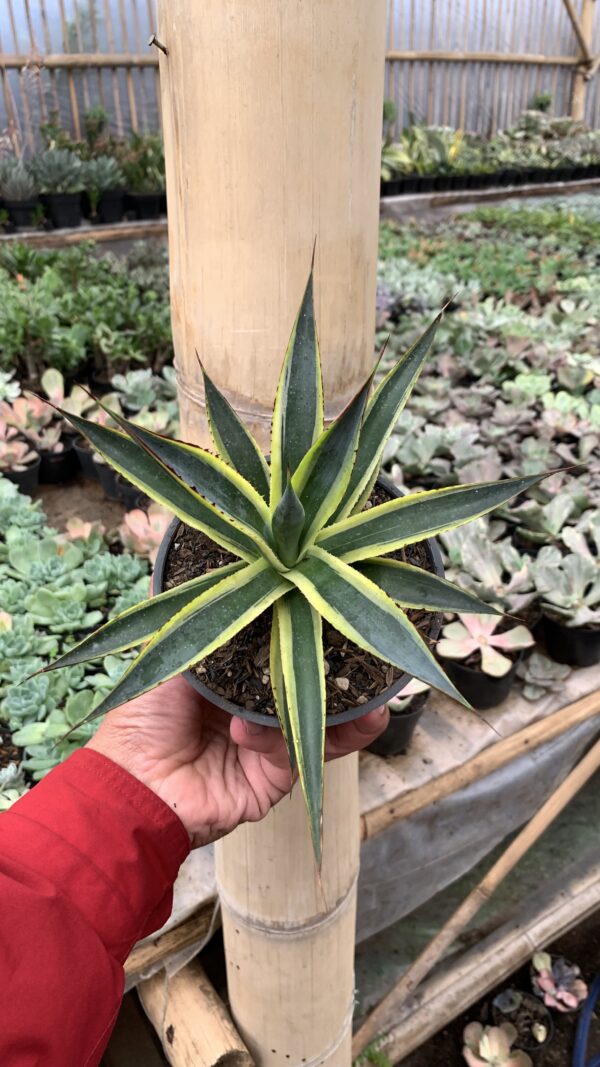 1071. Agave Sun Glow - Image 5