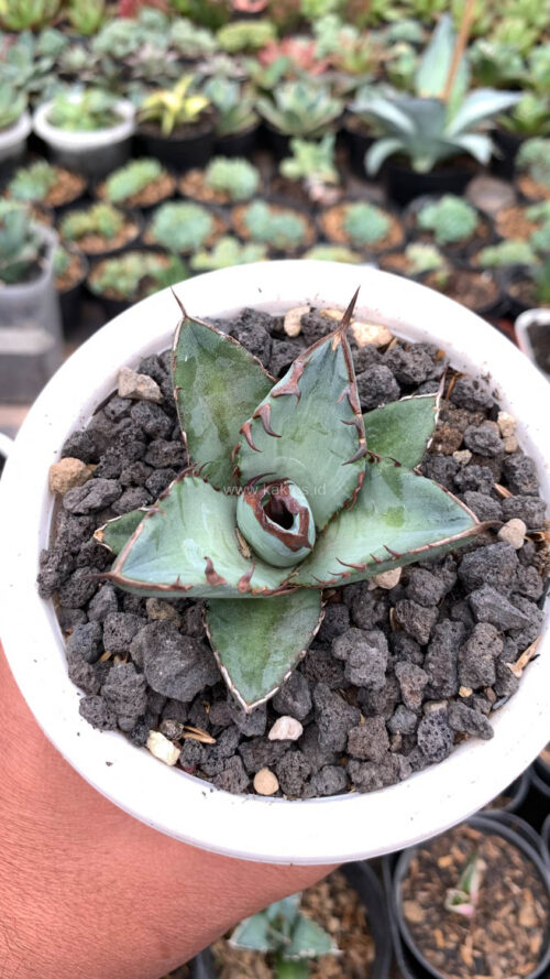 Agave Black Fire, real gallery image #7 plants. Picture taken directly from kaktus.id community Agave farmer green houses.