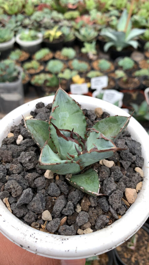 Agave Black Fire, real gallery image #6 plants. Picture taken directly from kaktus.id community Agave farmer green houses.