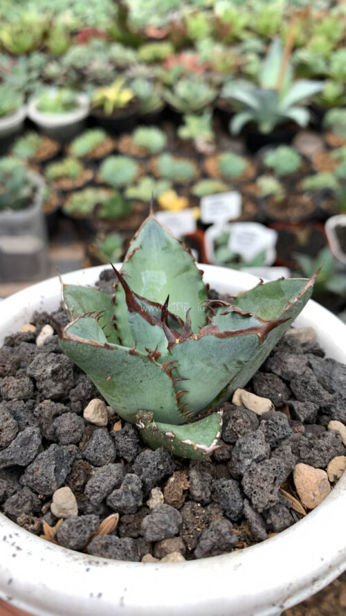 Agave Black Fire, real gallery image #5 plants. Picture taken directly from kaktus.id community Agave farmer green houses.