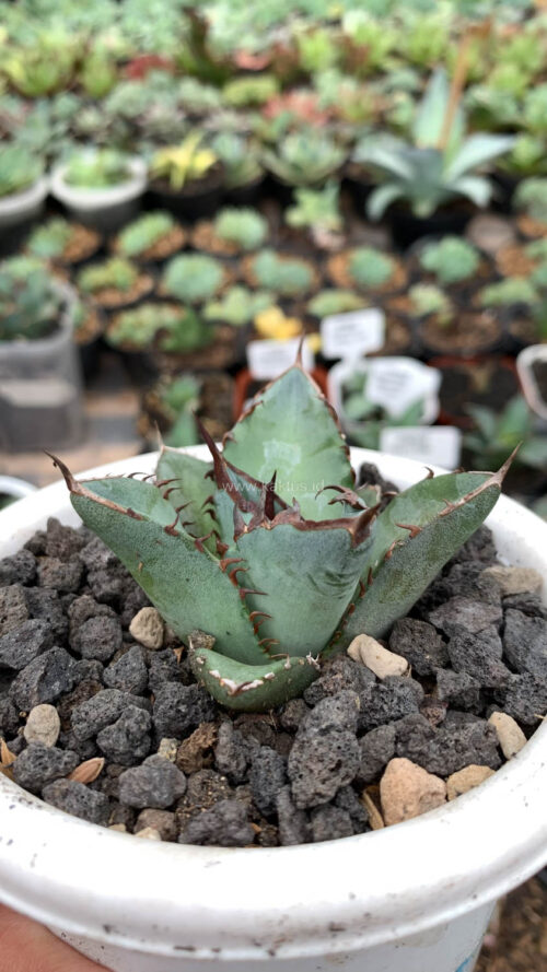 Agave Black Fire, real gallery image #4 plants. Picture taken directly from kaktus.id community Agave farmer green houses.