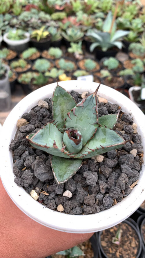 Agave Black Fire, real gallery image #8 plants. Picture taken directly from kaktus.id community Agave farmer green houses.