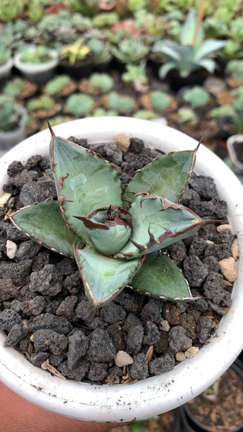 Agave Black Fire, real gallery image #3 plants. Picture taken directly from kaktus.id community Agave farmer green houses.
