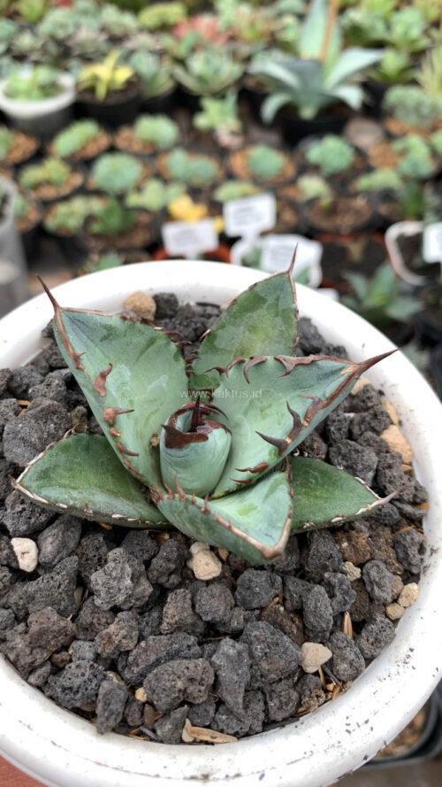 Agave Black Fire, real gallery image #2 plants. Picture taken directly from kaktus.id community Agave farmer green houses.