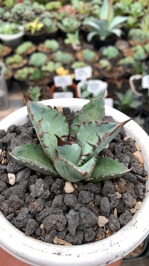 Agave Black Fire, real gallery image #1 plants. Picture taken directly from kaktus.id community Agave farmer green houses.