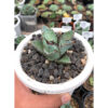 Agave Black Fire, real feature image plant. Picture taken directly from kaktus.id community Agave farmer green houses.