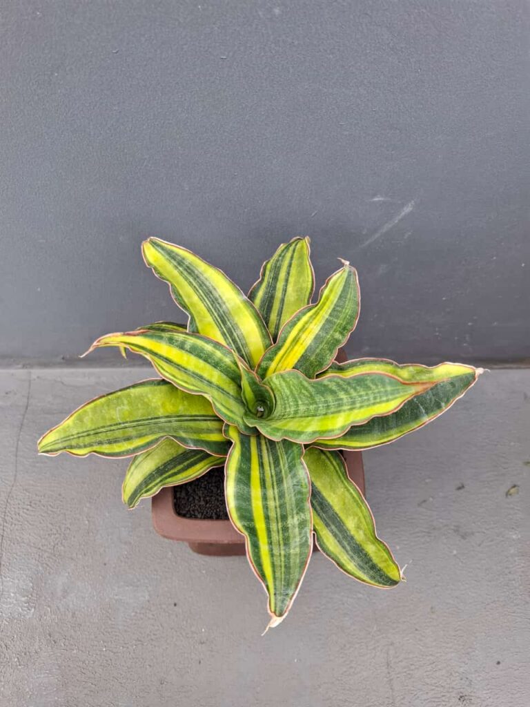 kaktus.id