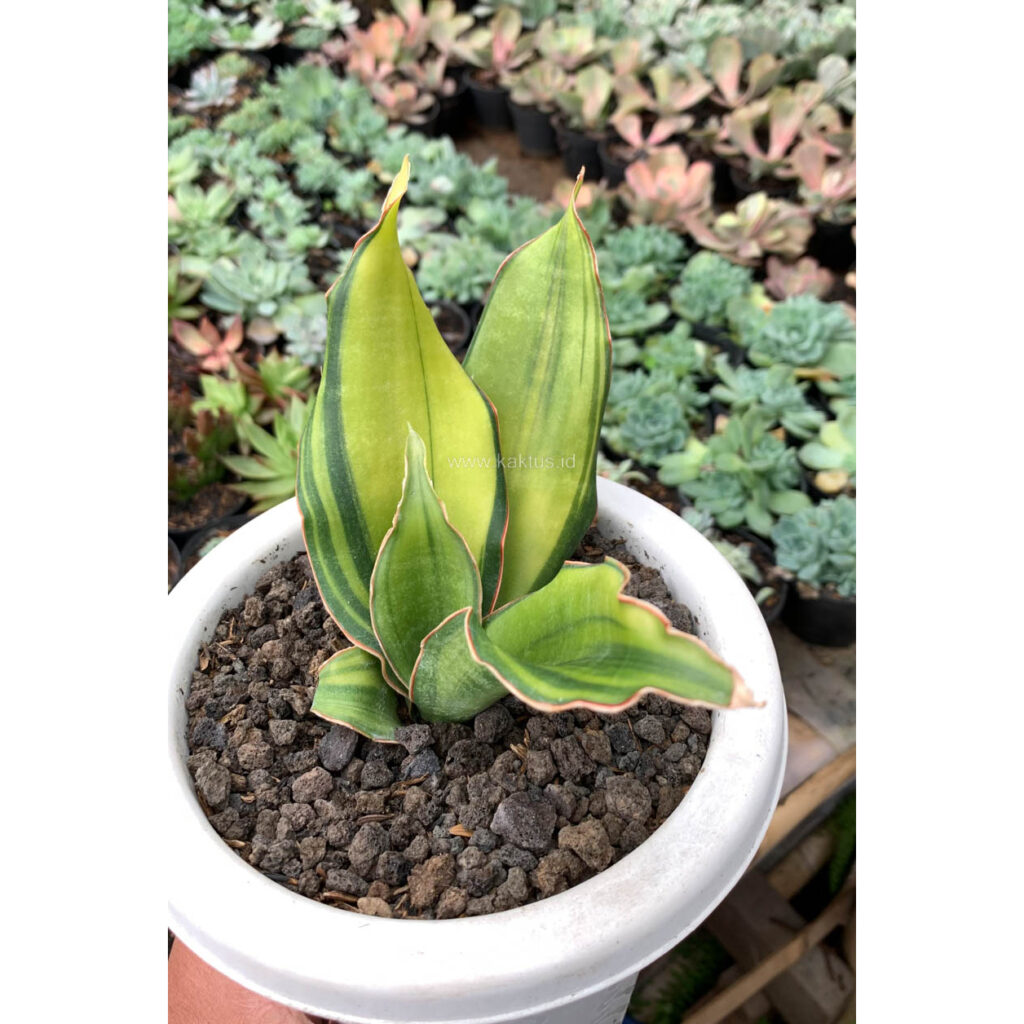 kaktus.id