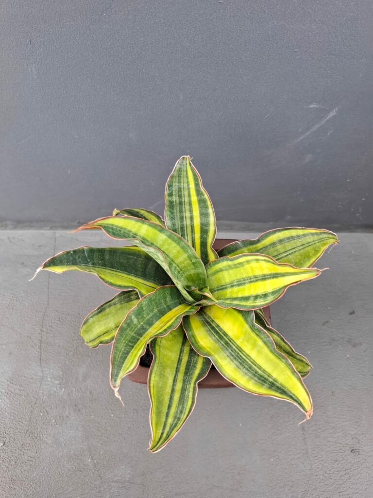 kaktus.id