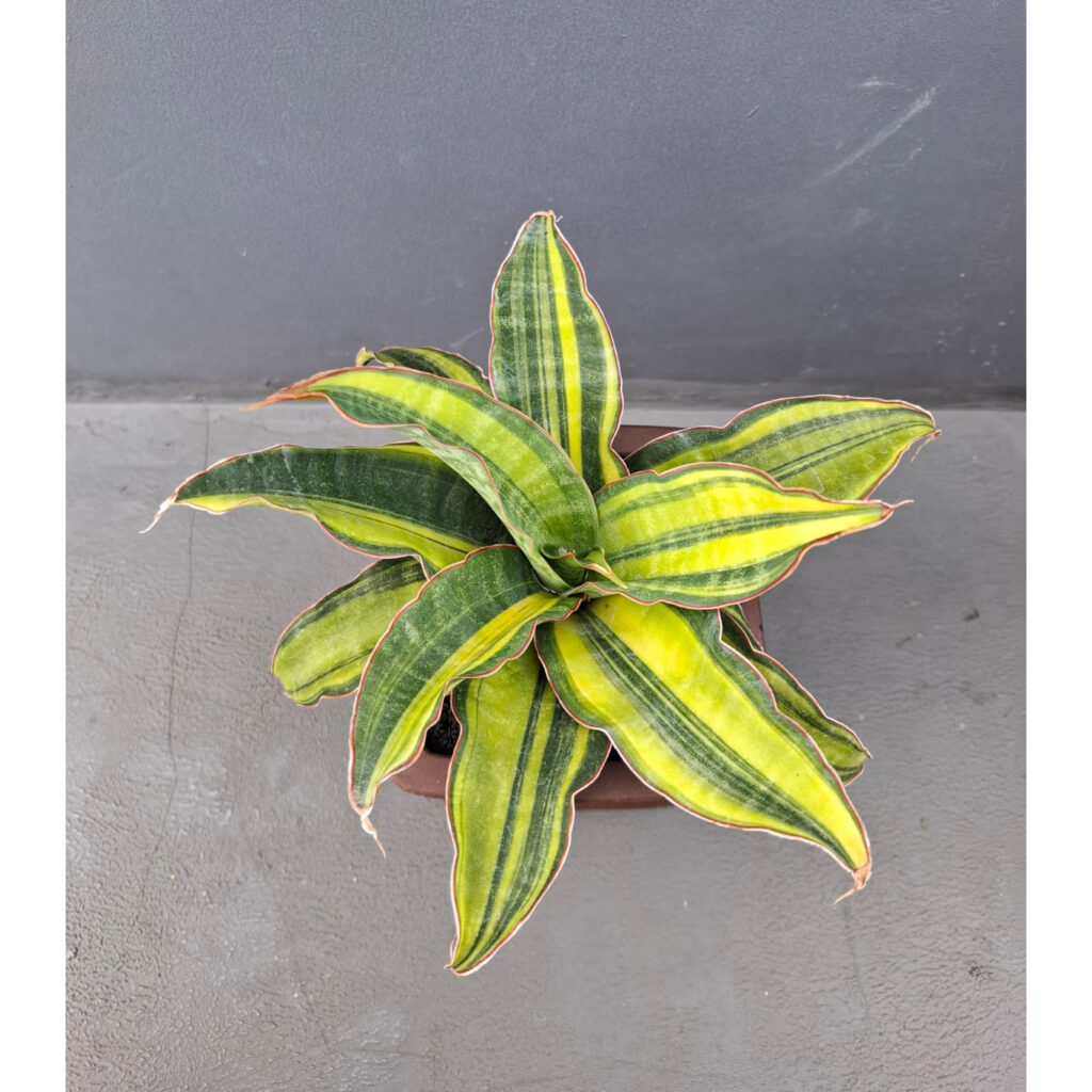 kaktus.id