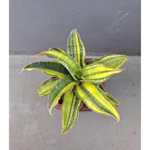 1073. Sansevieria Black Rose Variegated Size 22 Cm