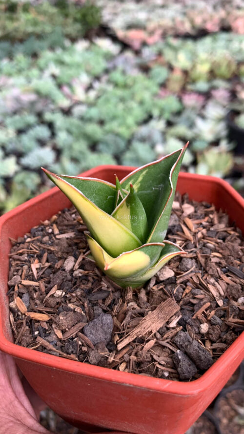 Sansevieria Tower Hybrid Variegated, real gallery image #4 plants. Picture taken directly from kaktus.id community Sansevieria farmer green houses.