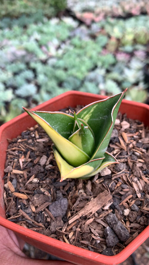Sansevieria Tower Hybrid Variegated, real gallery image #3 plants. Picture taken directly from kaktus.id community Sansevieria farmer green houses.