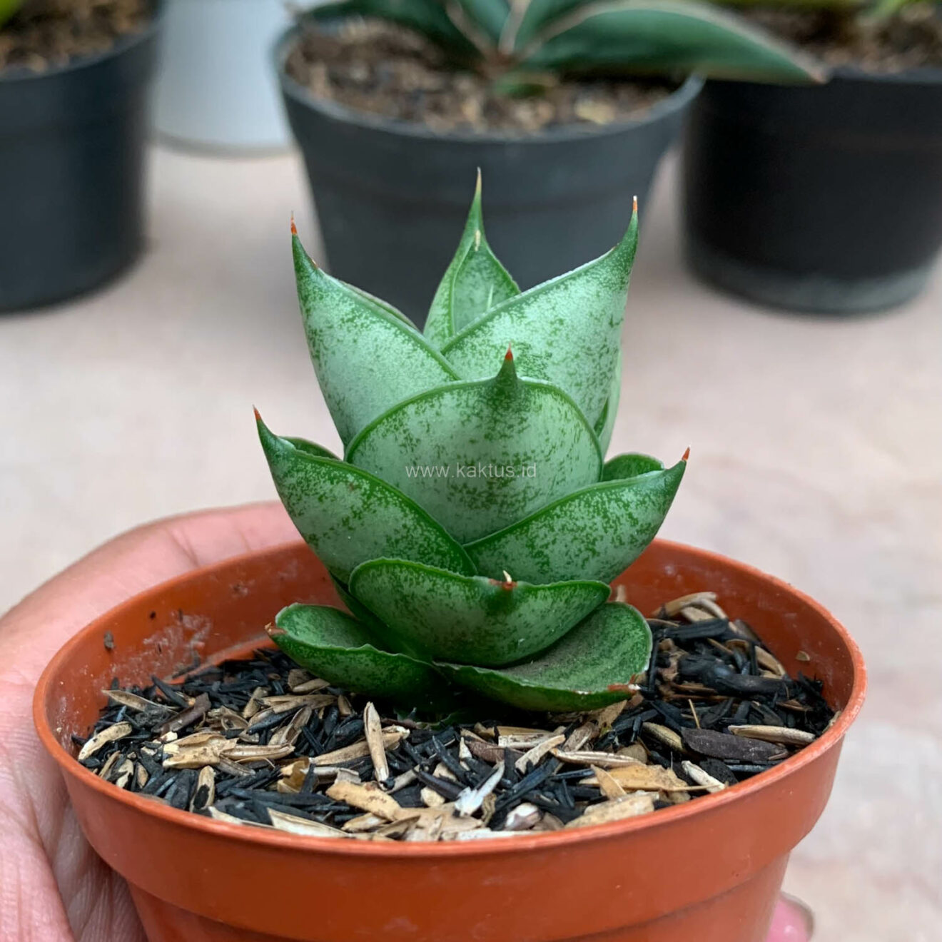 Sansevieria Blue Tower Hybrid, real gallery image #9 plants. Picture taken directly from kaktus.id community Sansevieria farmer green houses.