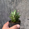Sansevieria Blue Tower Hybrid, real gallery image #2 plants. Picture taken directly from kaktus.id community Sansevieria farmer green houses.