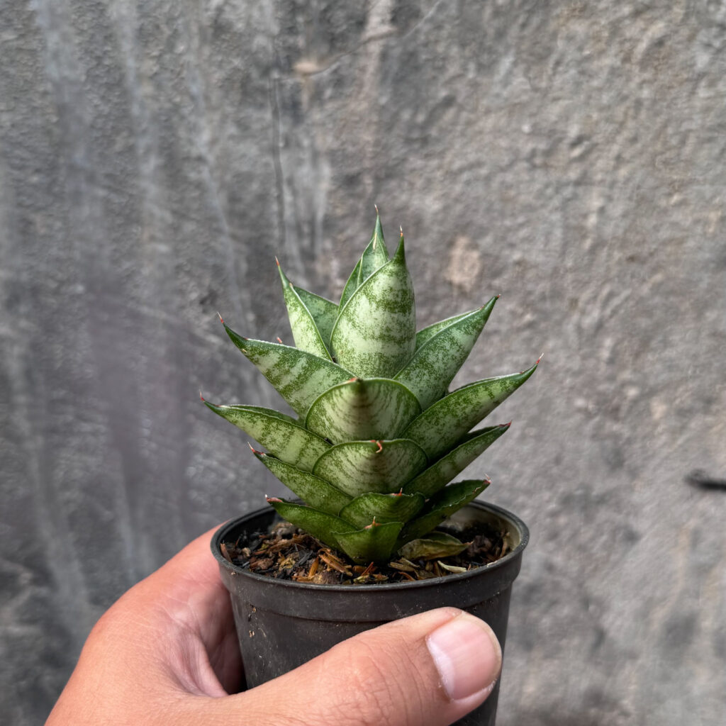 kaktus.id