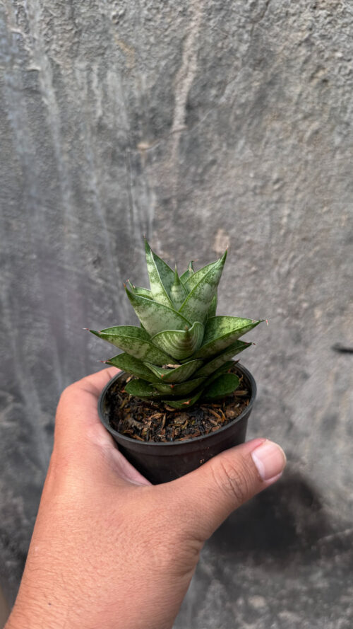 Sansevieria Blue Tower Hybrid, real gallery image #11 plants. Picture taken directly from kaktus.id community Sansevieria farmer green houses.