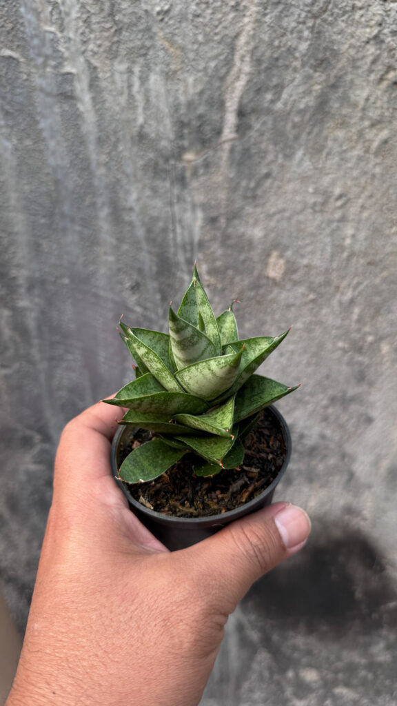 kaktus.id