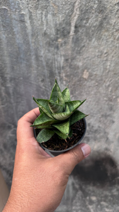 Sansevieria Blue Tower Hybrid, real gallery image #8 plants. Picture taken directly from kaktus.id community Sansevieria farmer green houses.