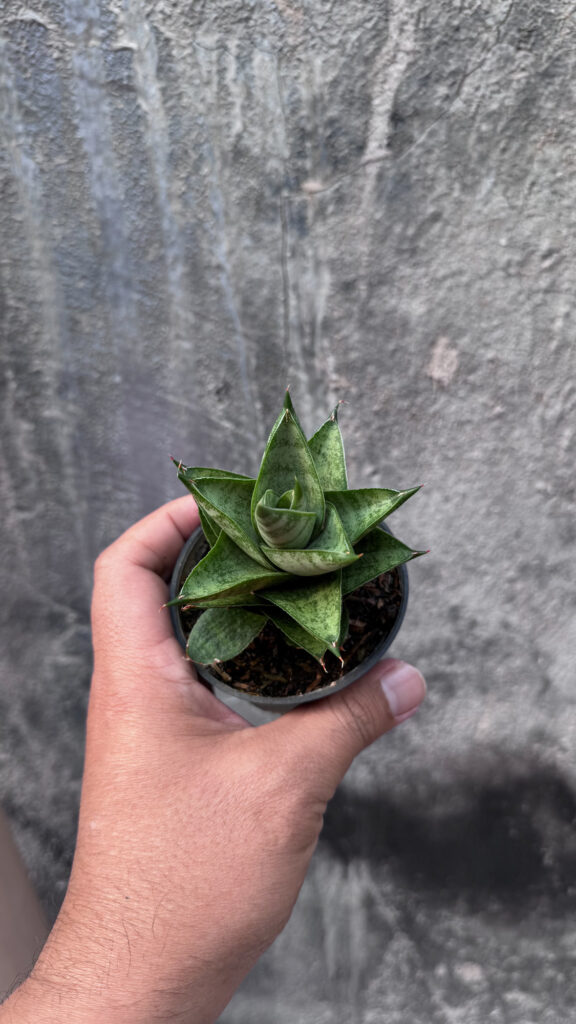 kaktus.id