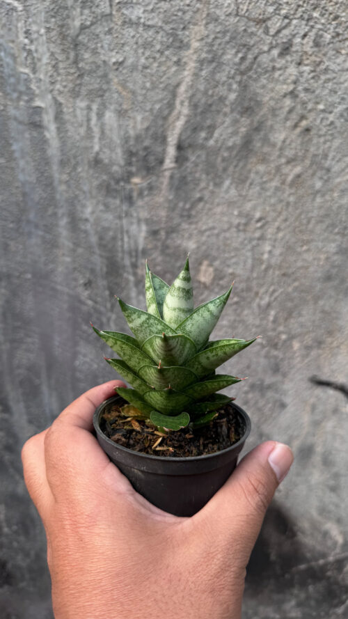 Sansevieria Blue Tower Hybrid, real gallery image #4 plants. Picture taken directly from kaktus.id community Sansevieria farmer green houses.