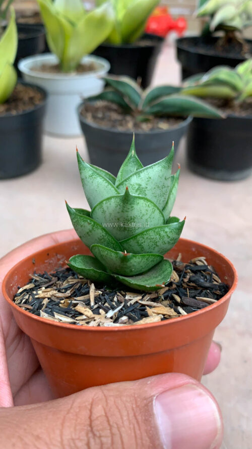 Sansevieria Blue Tower Hybrid, real gallery image #3 plants. Picture taken directly from kaktus.id community Sansevieria farmer green houses.