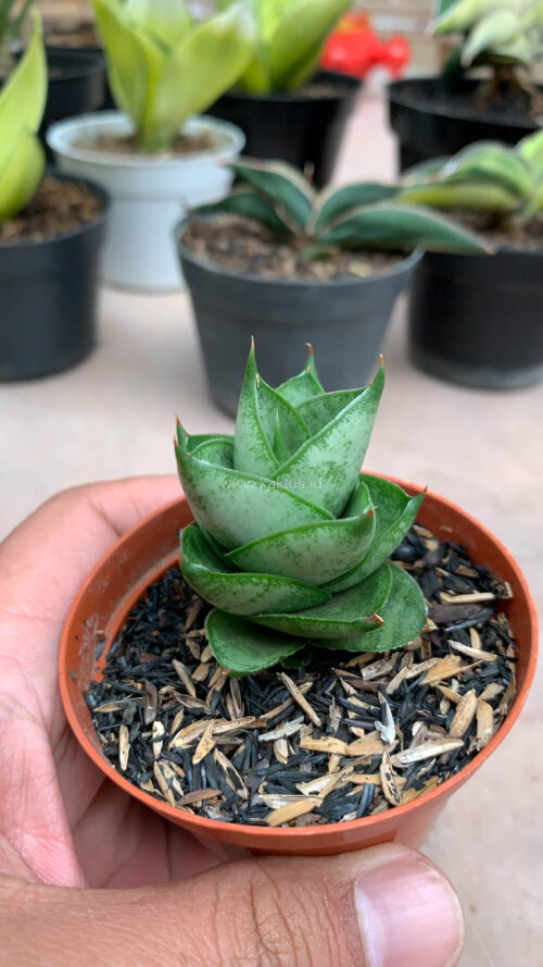 Sansevieria Blue Tower Hybrid, real gallery image #1 plants. Picture taken directly from kaktus.id community Sansevieria farmer green houses.
