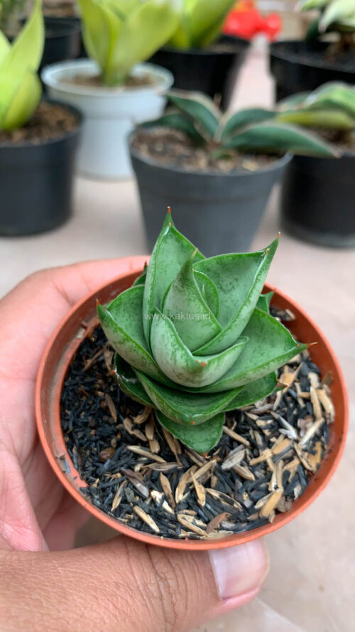 Sansevieria Blue Tower Hybrid, real gallery image #5 plants. Picture taken directly from kaktus.id community Sansevieria farmer green houses.