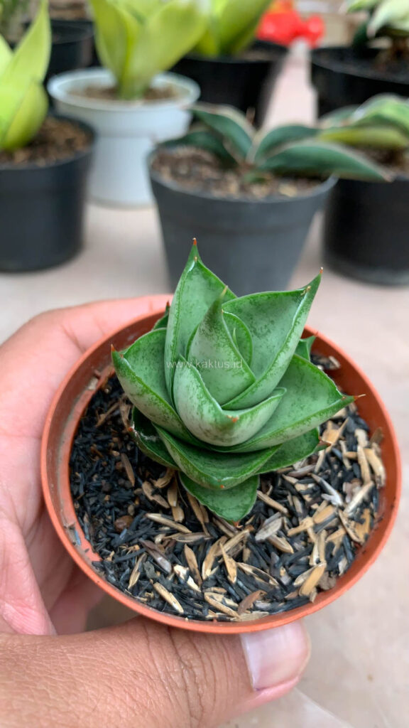 kaktus.id