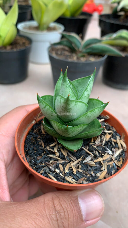 Sansevieria Blue Tower Hybrid, real gallery image #7 plants. Picture taken directly from kaktus.id community Sansevieria farmer green houses.