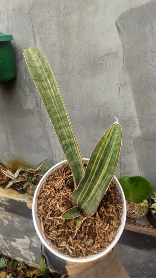 Sansevieria Baseball Variegated, real gallery image #1 plants. Picture taken directly from kaktus.id community Sansevieria farmer green houses.