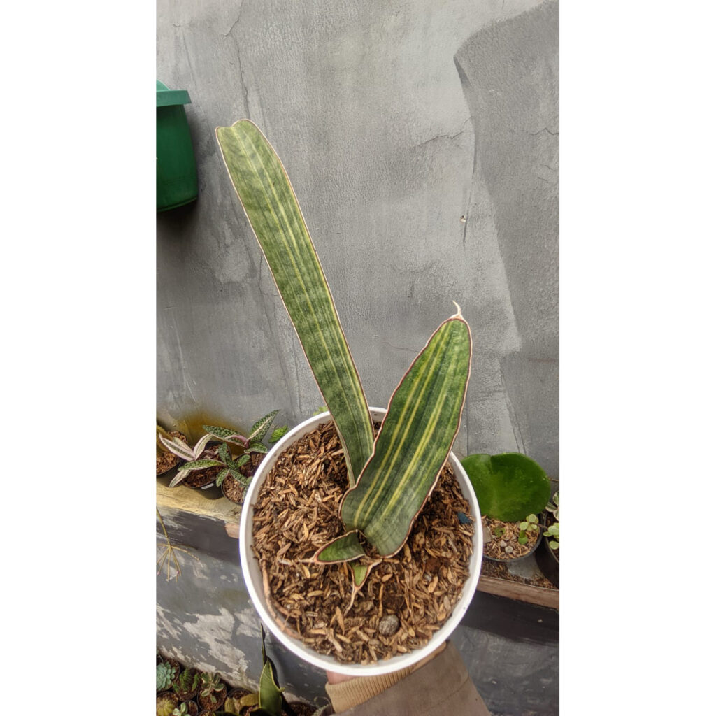 kaktus.id