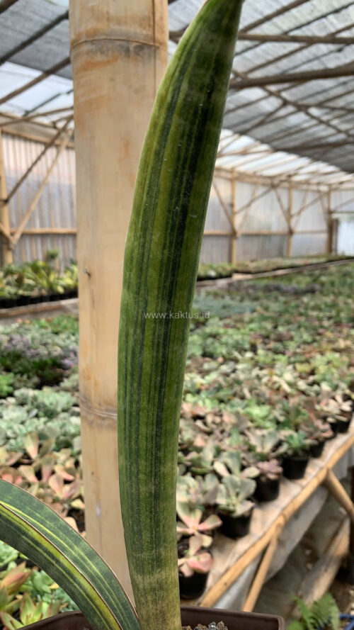 Sansevieria Baseball Variegated, real gallery image #14 plants. Picture taken directly from kaktus.id community Sansevieria farmer green houses.