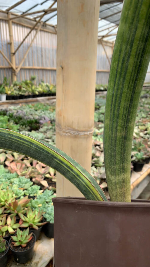 Sansevieria Baseball Variegated, real gallery image #13 plants. Picture taken directly from kaktus.id community Sansevieria farmer green houses.