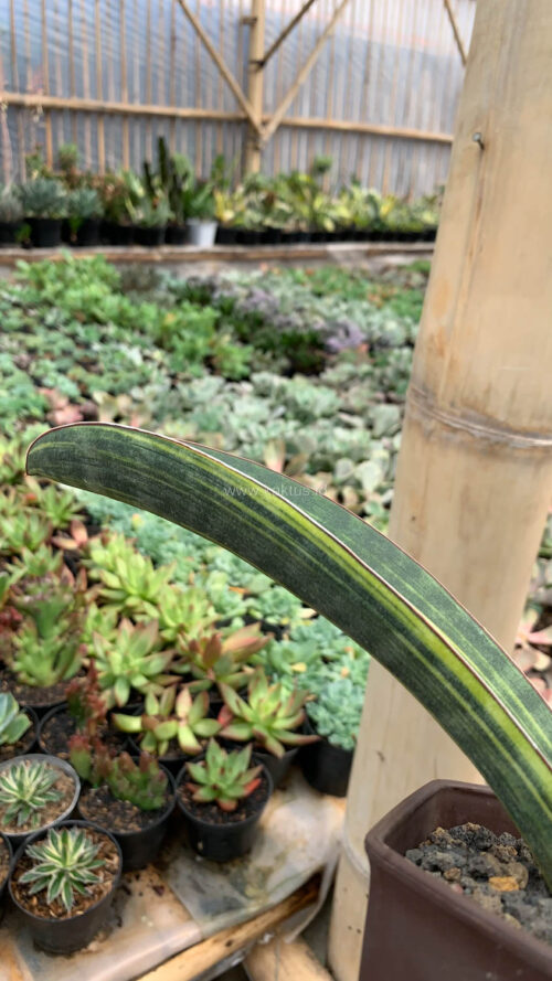 Sansevieria Baseball Variegated, real gallery image #12 plants. Picture taken directly from kaktus.id community Sansevieria farmer green houses.