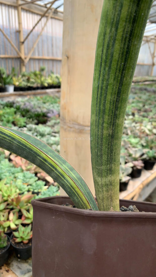 Sansevieria Baseball Variegated, real gallery image #11 plants. Picture taken directly from kaktus.id community Sansevieria farmer green houses.